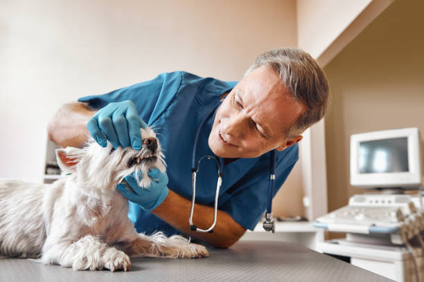 Best Weekend Emergency Dental Services in Lawrence, MA